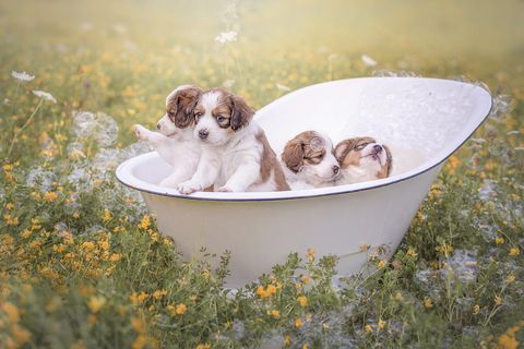 perros cachorros en la bañera